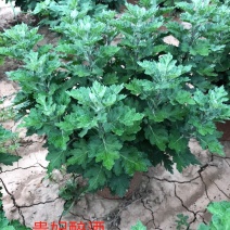 菊花贵妃醉酒
