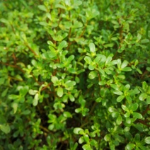 马齿菜