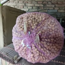 供应白果