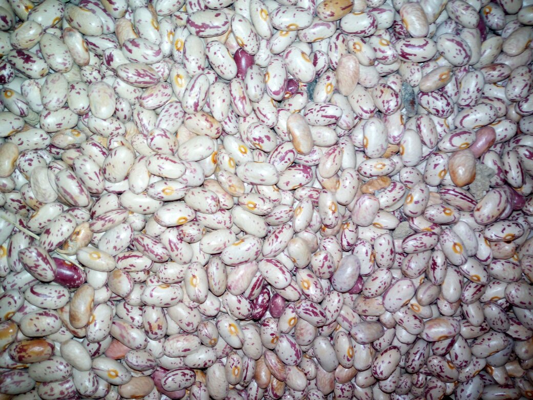 红芸豆与白芸豆营养成分对比柱状图