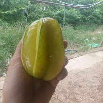 甜杨桃