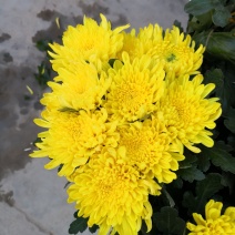 黄菊，菊花切花，