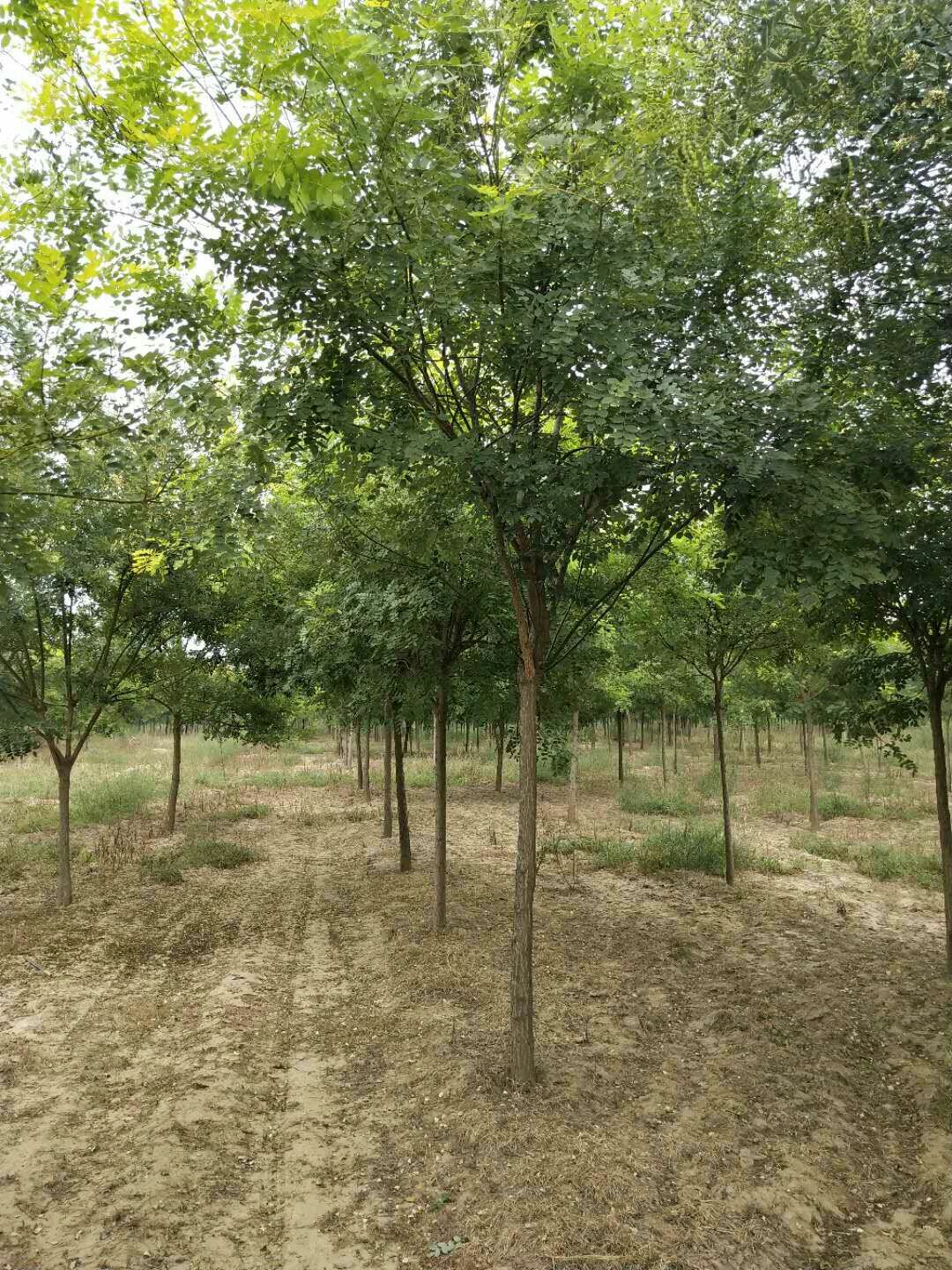 [金枝槐批发]河北石家庄赞皇县槐树 15.00元/棵出售金枝槐 _ 一亩田