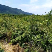 山地
