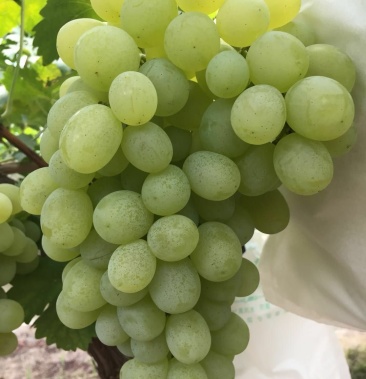 白罗莎葡萄日本品种