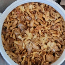 野生黄丝菌