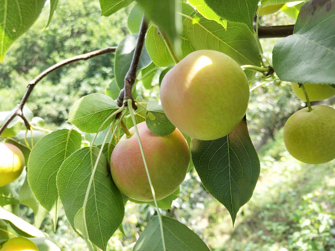 南果梨夏季修剪现场图