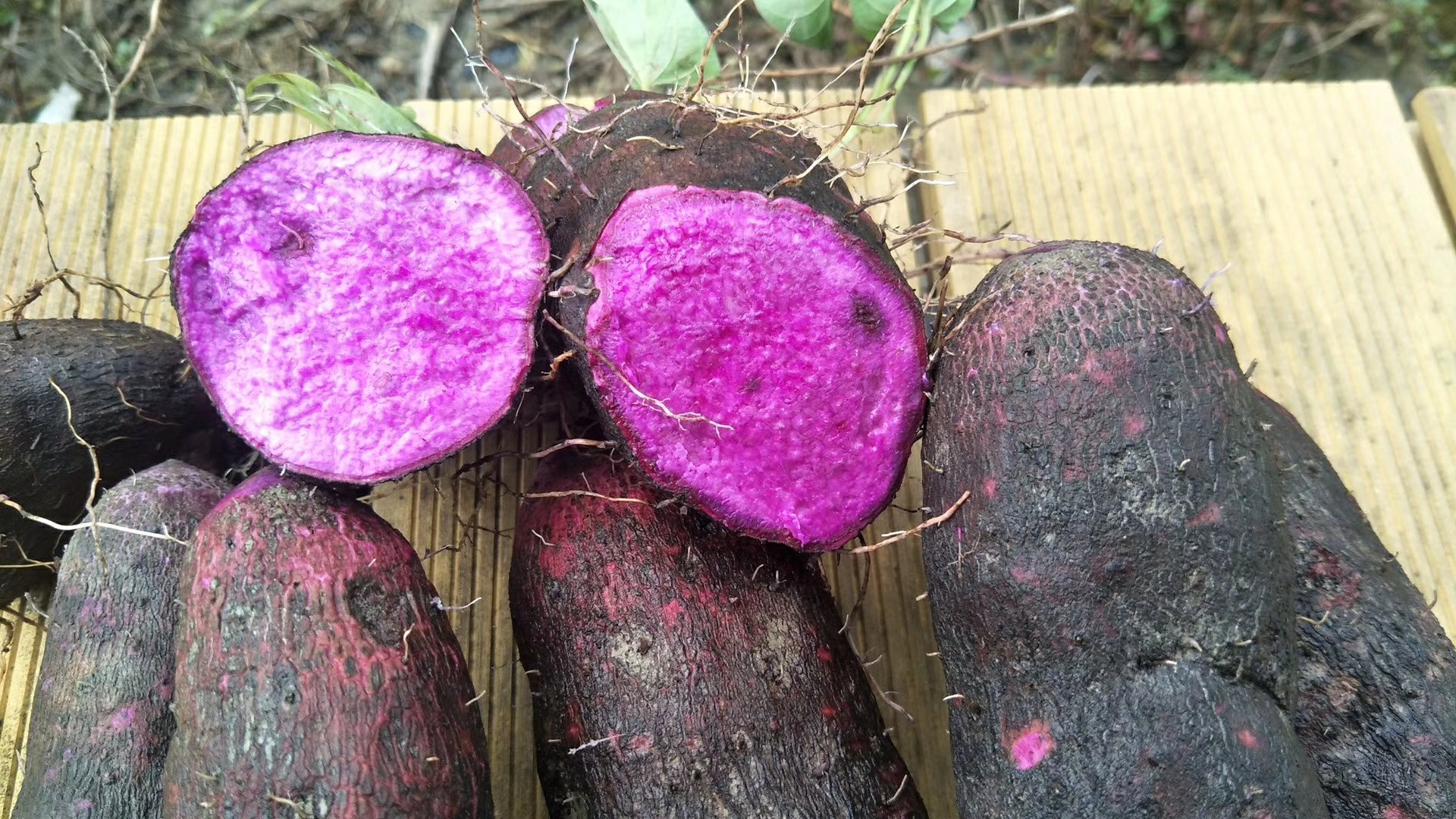 不同品种山药横切面对比图