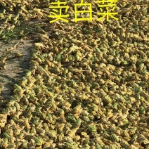 黑斑蛙种苗