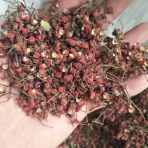 红皮花椒山地小椒