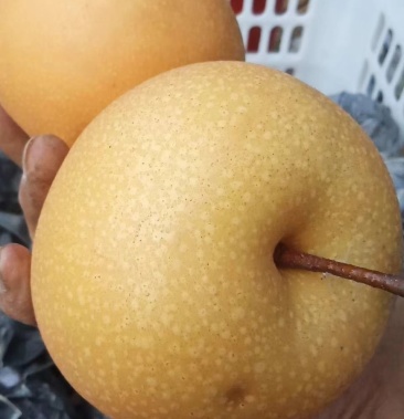 [梨批发]黄金蜜梨,价格1.80元/斤 - 一亩田