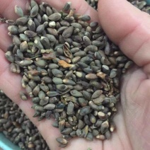 侧柏种子侧柏籽侧柏净籽