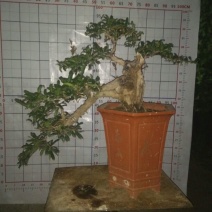 石榴盆景树苗