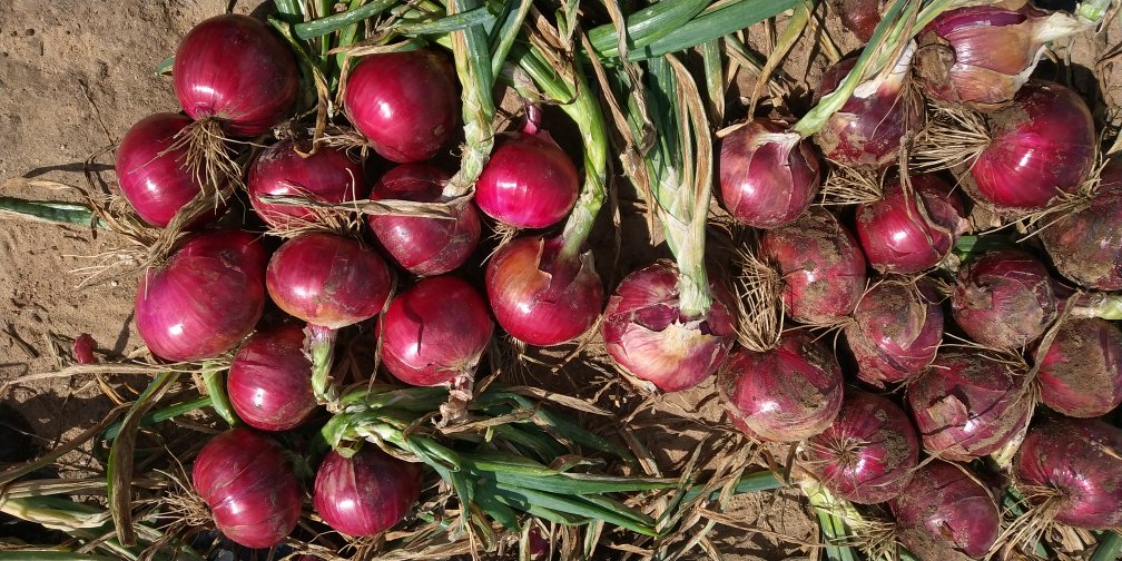 红皮洋葱病害防治示意图