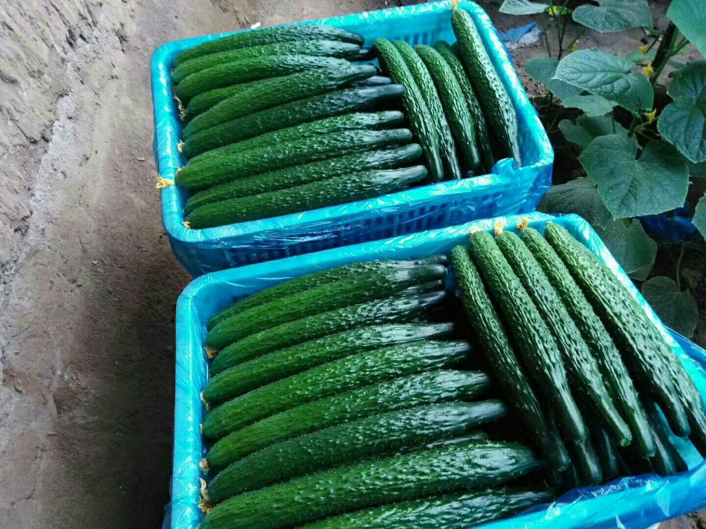 青茄子采摘现场图