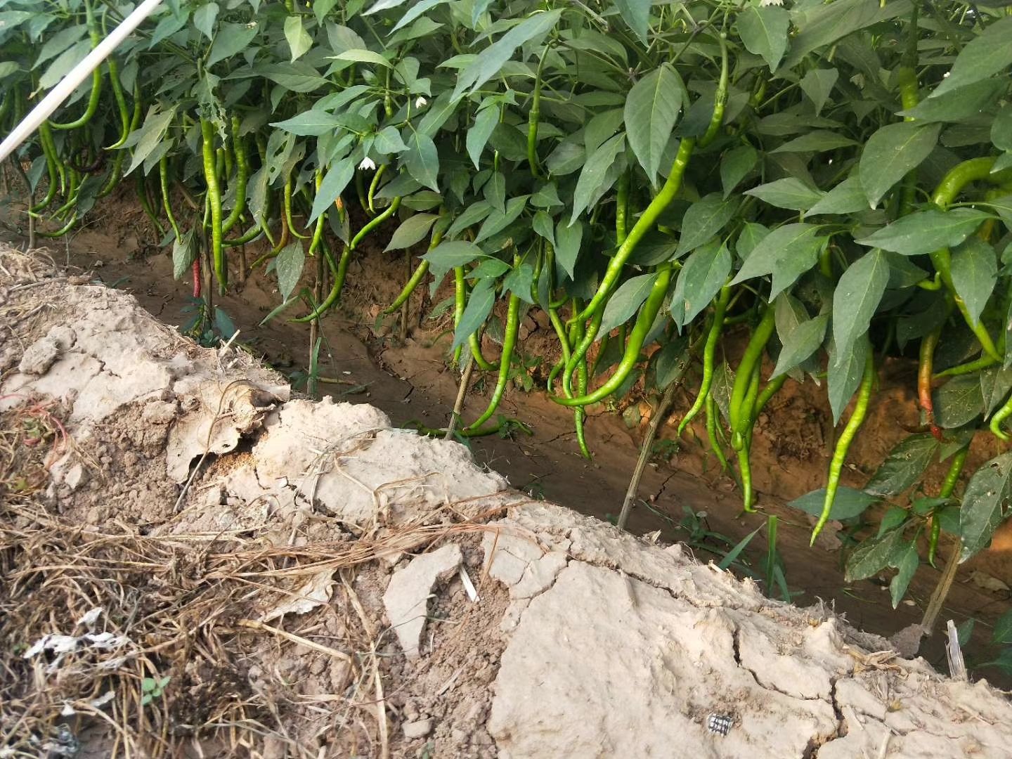 实验室检测人员正在进行红椒营养成分分析