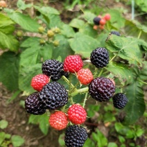 树莓黑树莓黑树莓苗苗圃现挖现发量大从优放心苗