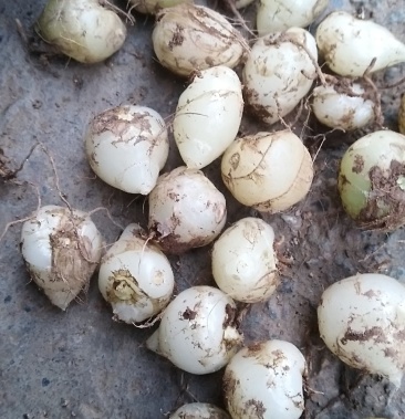 白芨野生独头小白芨包邮价