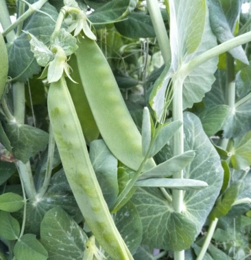 [荷兰豆批发]珍宝豆价格8.00元/公斤 - 一亩田