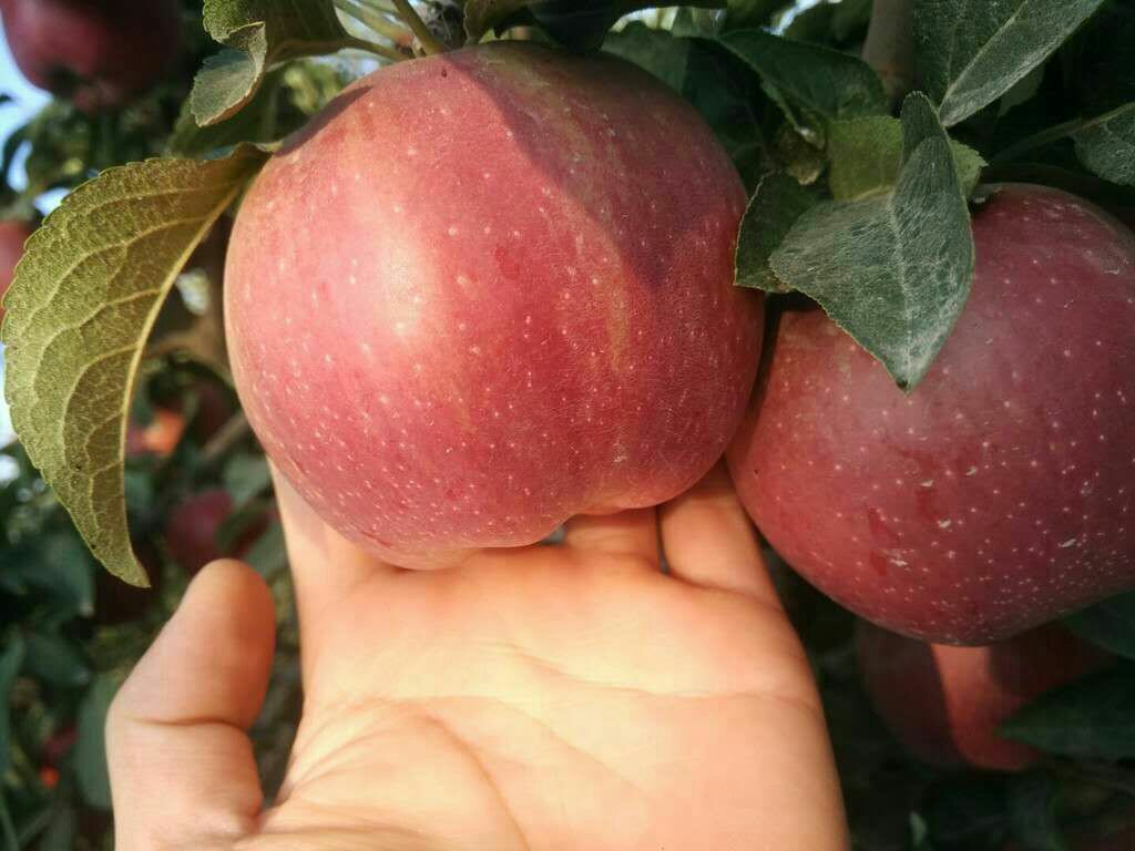 苹果新红星果实特写