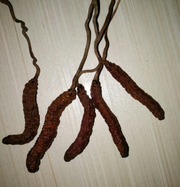 高海拔野生红冬虫夏草