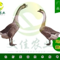 马岗鹅苗