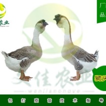 狮头鹅苗