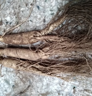 [鲜人参批发]水参价格98.00元/斤 - 一亩田