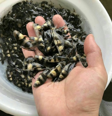 胭脂鱼苗水体清道夫量大需要的老板欢迎采购