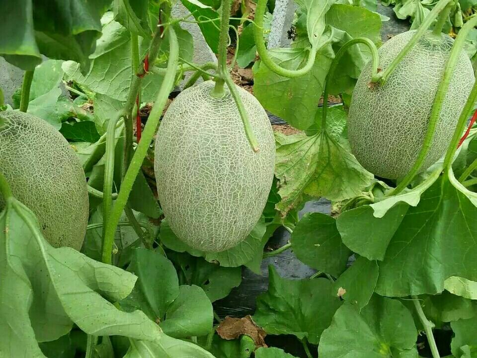 成熟西周蜜瓜采摘现场