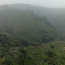 1000亩山地转让出租都可以