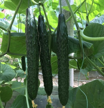 传奇676黄瓜种子1000粒每袋耐寒抗白粉抗霜霉病