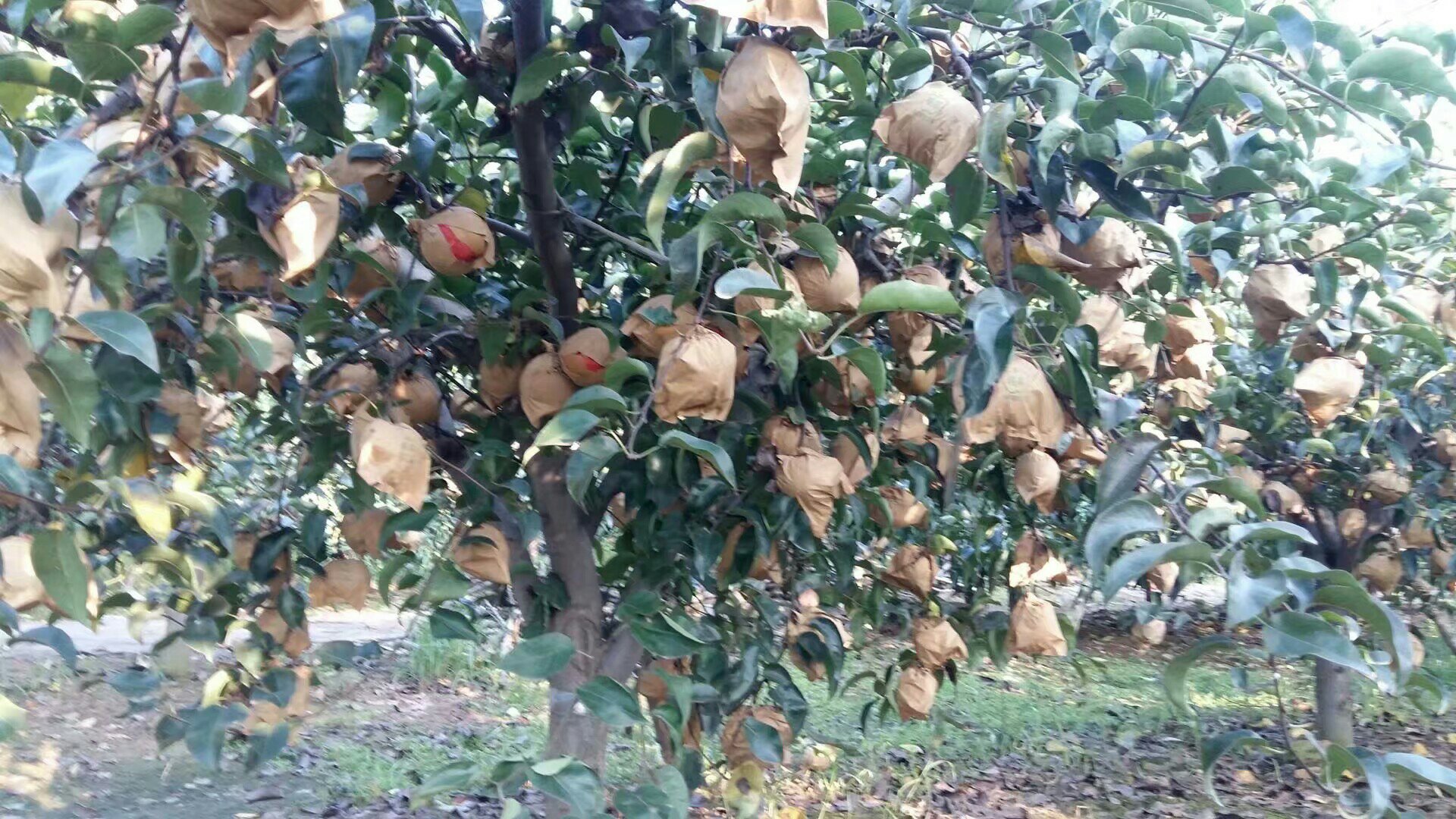 果园中工人正在为黄金梨套袋