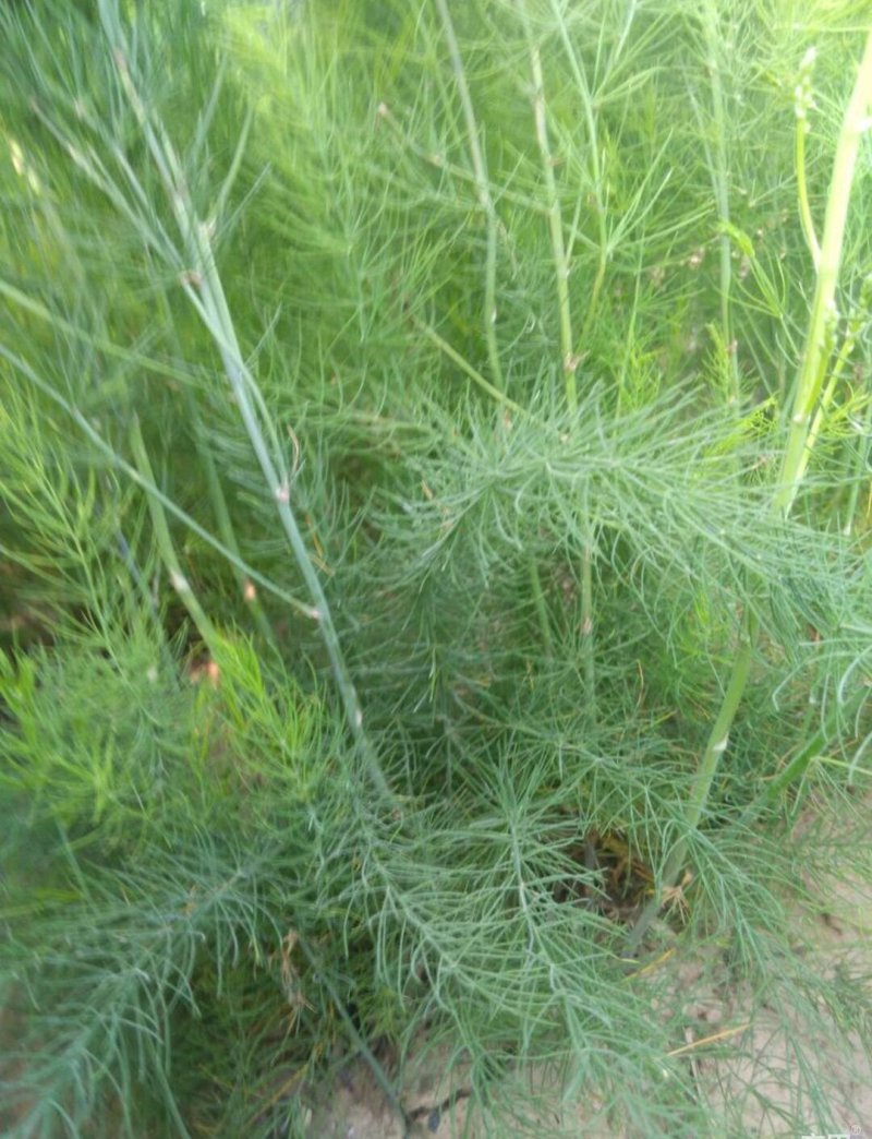 芦笋苗,2年苗,保成活,死苗补发