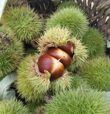 陕西镇安板栗现摘现发新鲜上市产地直发包邮