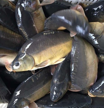 产地直供,一手货源鸭绿江网箱养殖,,,镜鲤鱼