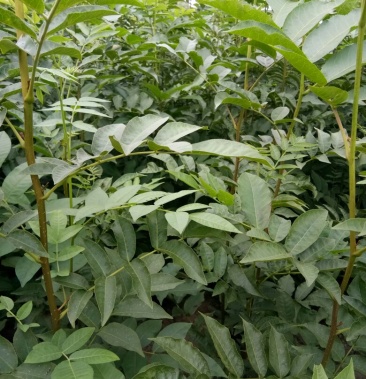 青钱柳 金钱柳 摇钱树 高60公分以上