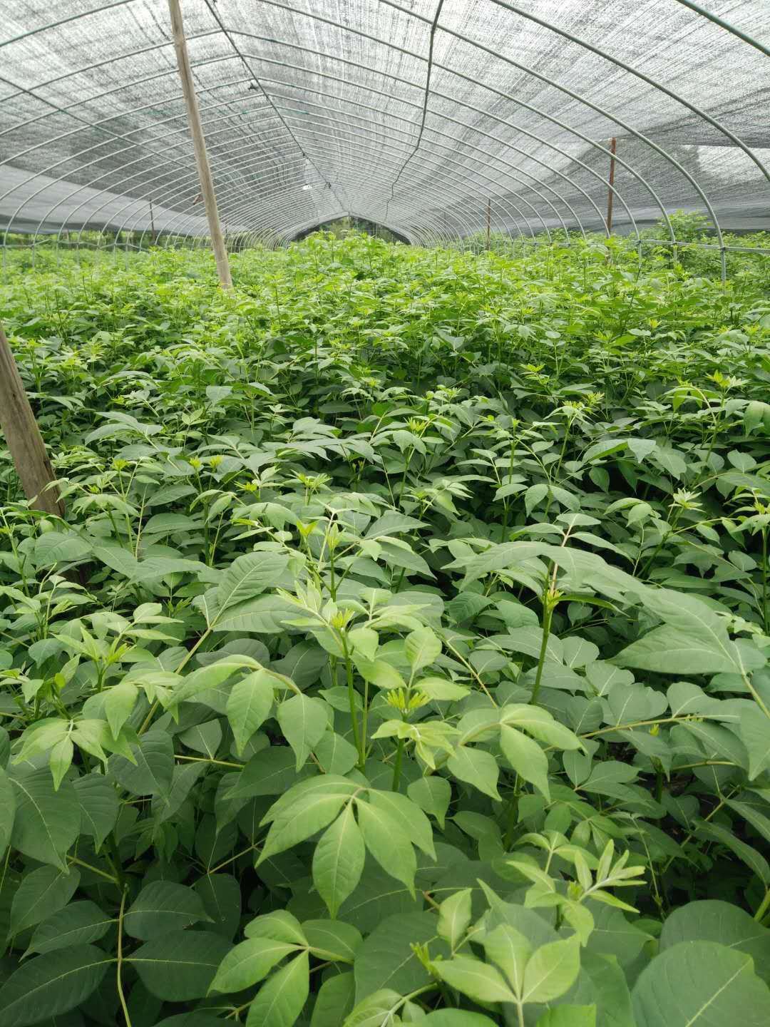 有好货吴茱萸茶辣苗枝条正宗江西中花自产自销