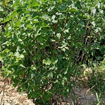 三年的丁香10万棵4万块钱包地卖，起苗装车另算