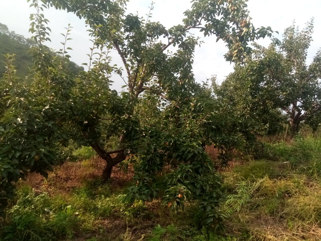 南方试验果园中的南果梨树