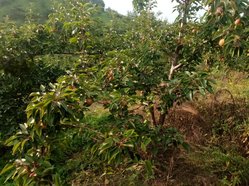 南果梨果园航拍图:展示海城市南果梨种植基地的规模化种植场景 南果梨果园航拍图