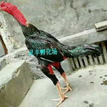 斗鸡苗，越南斗鸡苗出壳1日龄.诚信经营.承诺货真价实