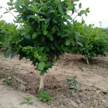 金银花苗研发培育新产品基地高产树型金银花苗