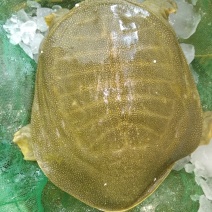 黄沙鳖