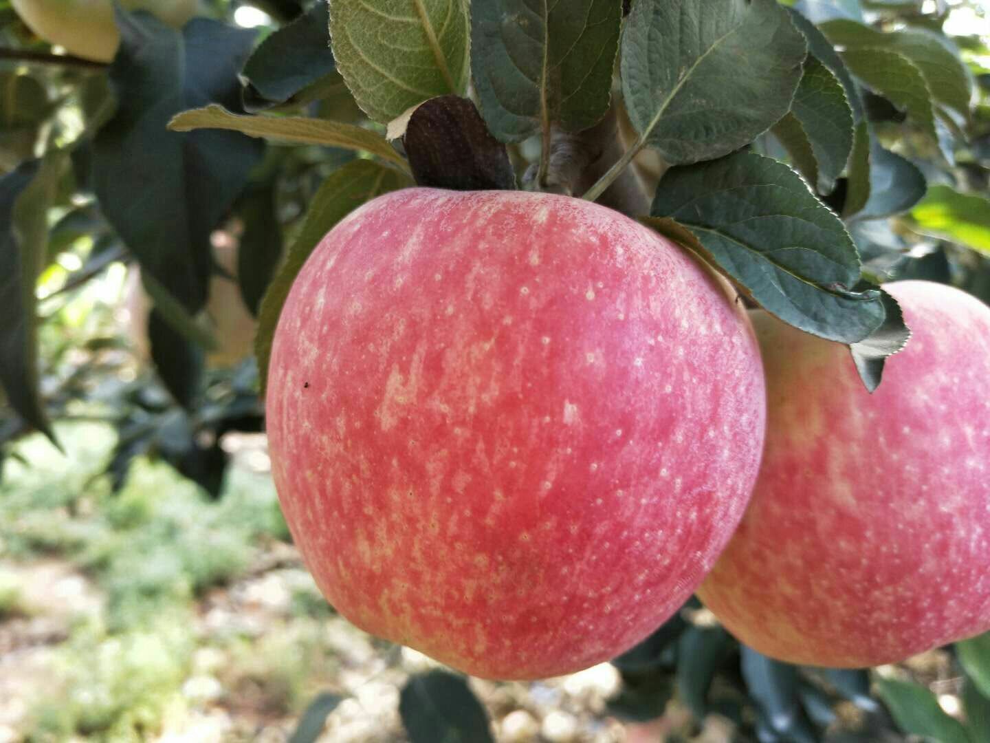 着色系红富士型红星苹果特写
