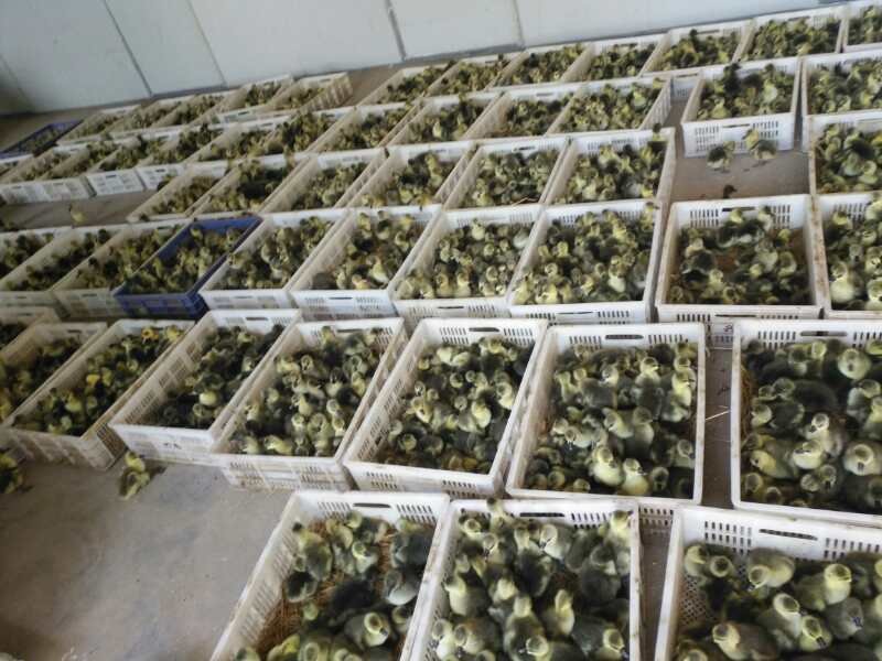 技术人员佩戴手套,将一只约30日龄的狮头鹅苗放入电子秤托盘中进行体重测量,显示屏清晰显示“3.12kg”,旁边放置记录本正在填写数据,背景为现代化育雏舍,配有温湿度监控仪和通风系统 狮头鹅苗称重检测