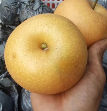 [蜜梨批发]黄金蜜梨价格1.80元/斤 - 一亩田