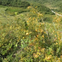 贵州瓮安岚关乡刺梨已成熟约100吨望厂商前来采购