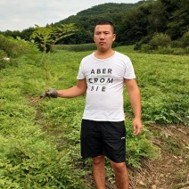 刺嫩芽苗（刺老包）全程提供种植技术无死苗病苗烂苗