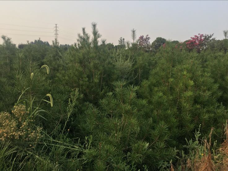 一个现代化城市公园内,从近到远依次排列着地径分别为4cm、7cm和12cm的白皮松,形成渐进式的视觉层次;近景中小树嫩绿挺拔,远景大树苍劲有力,树皮呈现典型白色剥落特征,整体构图体现科学配置与美学融合 城市公园中不同地径白皮松的景观配置实景